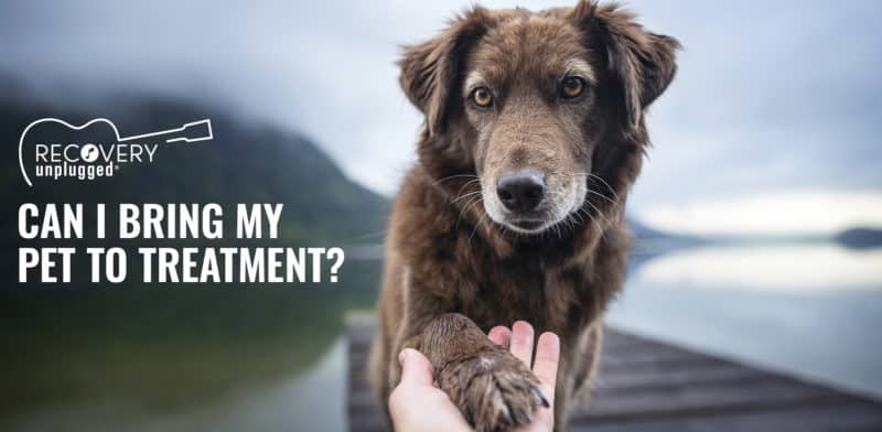 Bring your pet to addiction treatment.