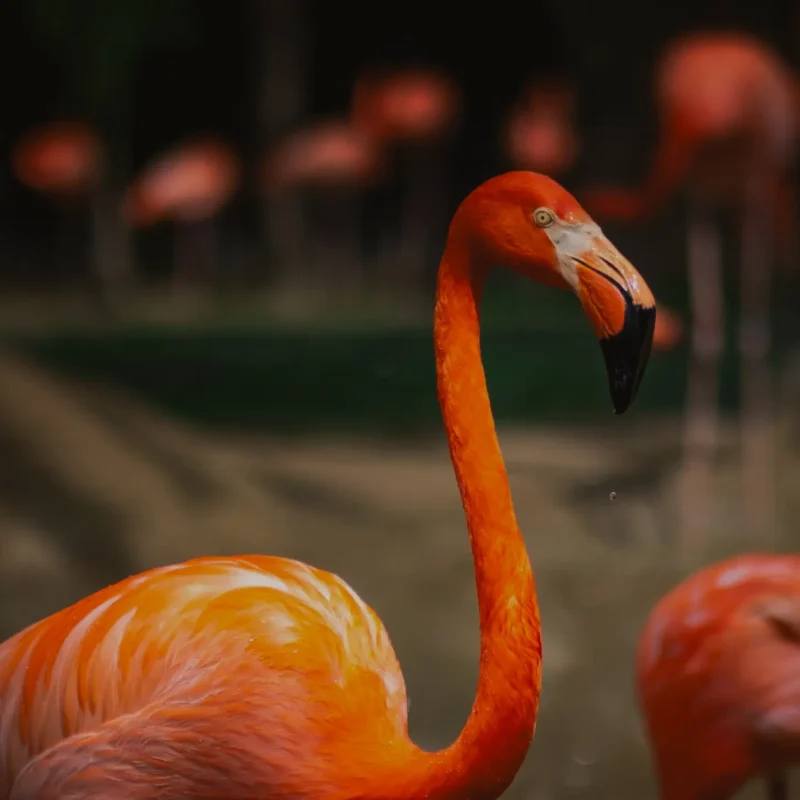 Lake Worth Flamingos