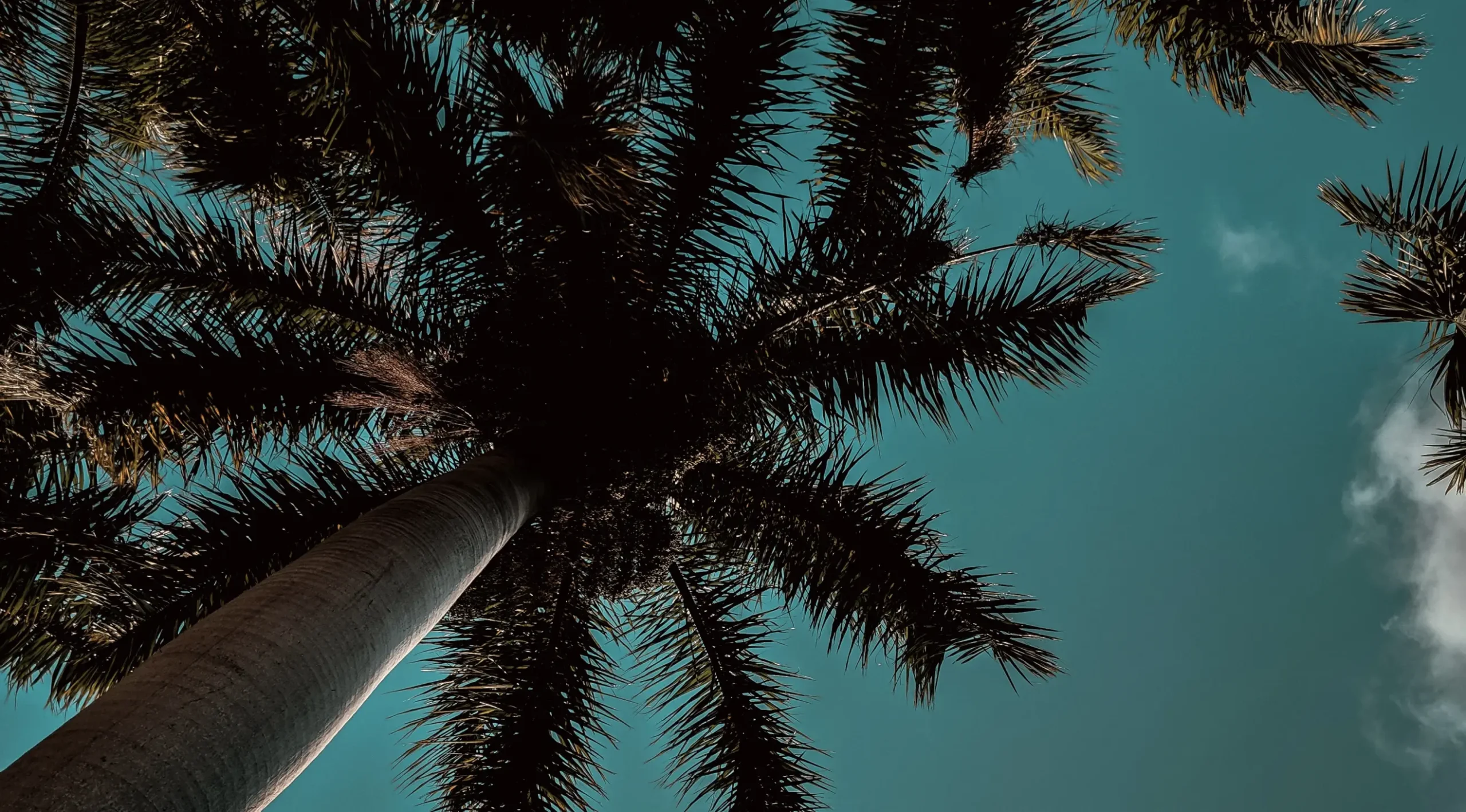 Fort Lauderdale Palm Tree