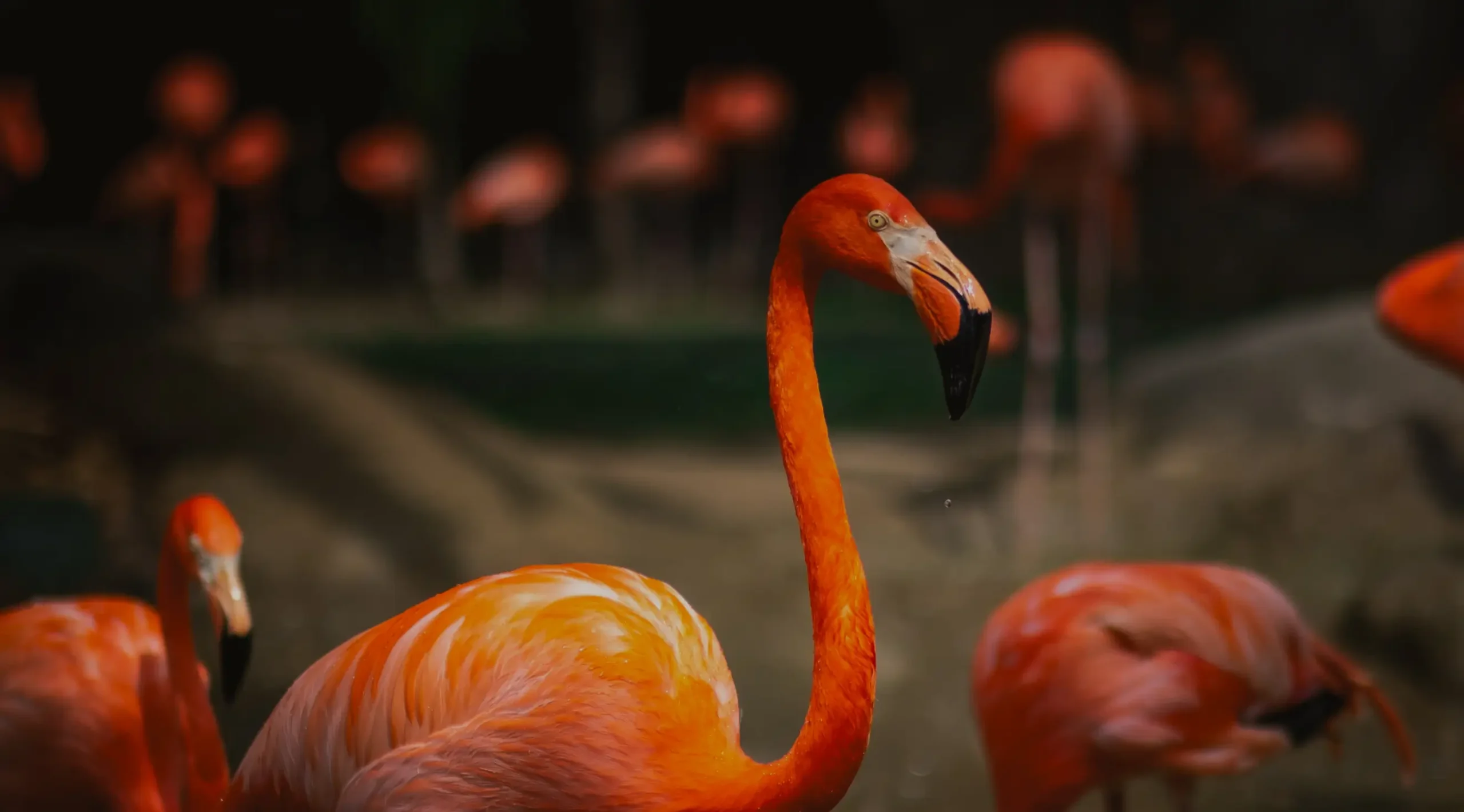 drug rehab West Palm Beach flamingos