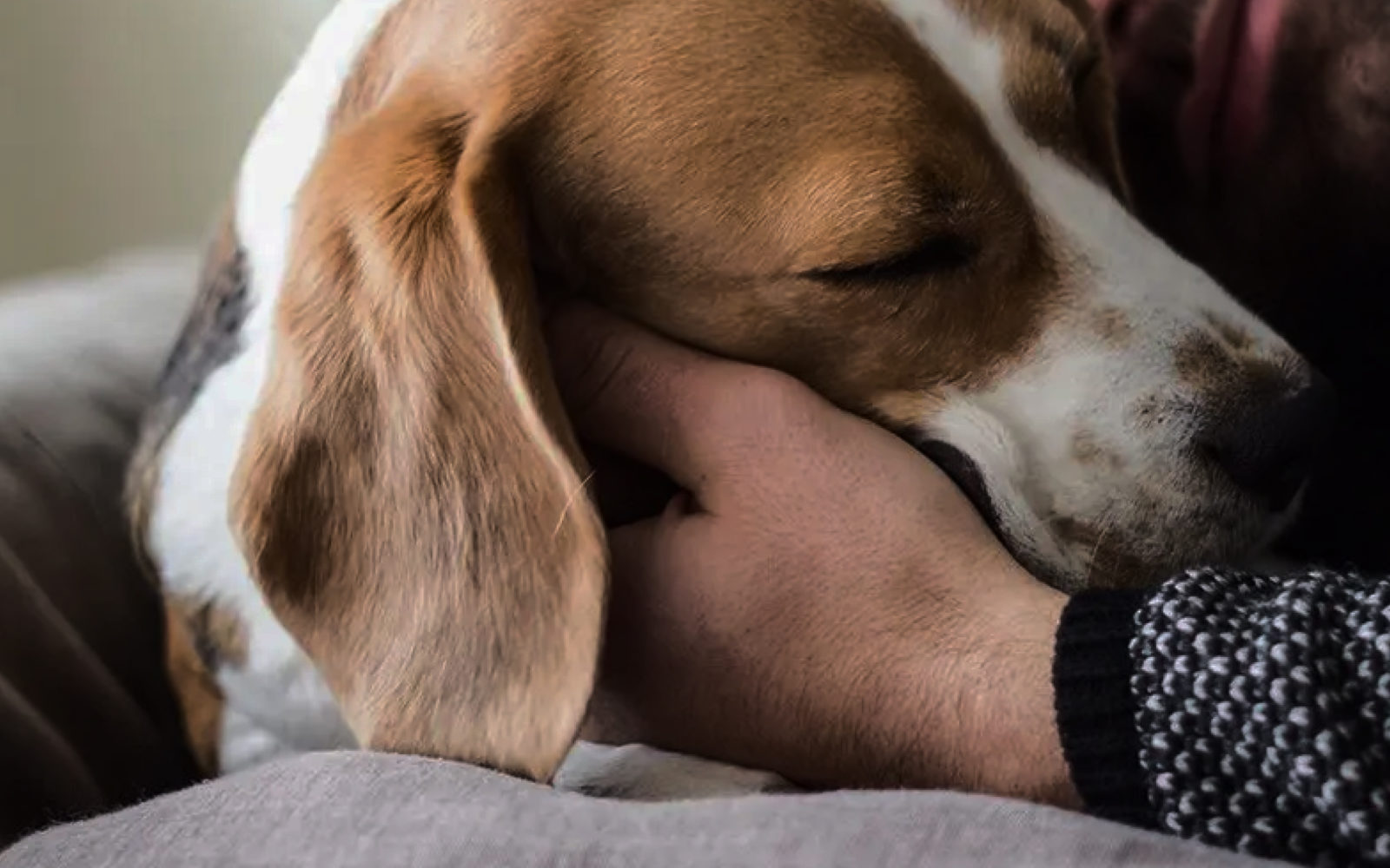 pet-friendly rehab dog